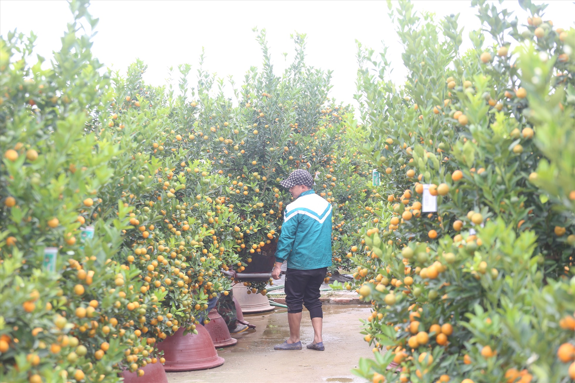 Nhân công đang vận chuyển quất chuẩn bị giao cho khách hàng. Ảnh: Vĩnh Hoàng