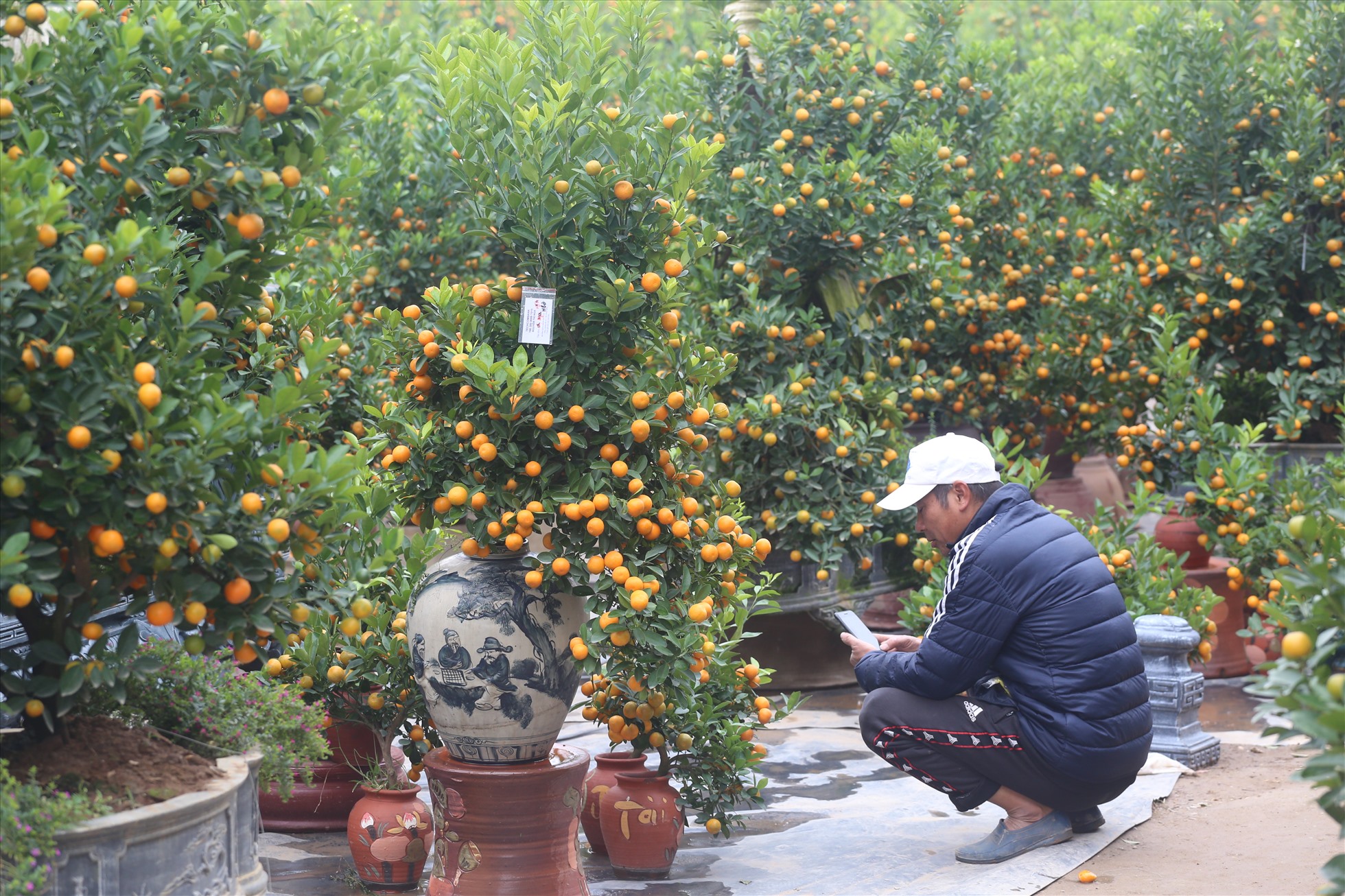 Những chậu quất sẵn sàng phục vụ nhu cầu chơi tết của người dân. Ảnh: Vĩnh Hoàng