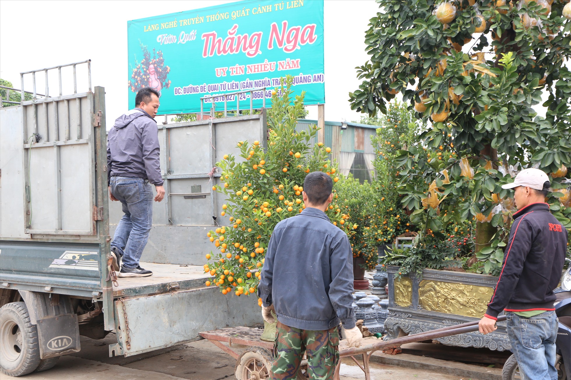 Nhân công đang vận chuyển quất chuẩn bị giao cho khách hàng. Ảnh: Vĩnh Hoàng