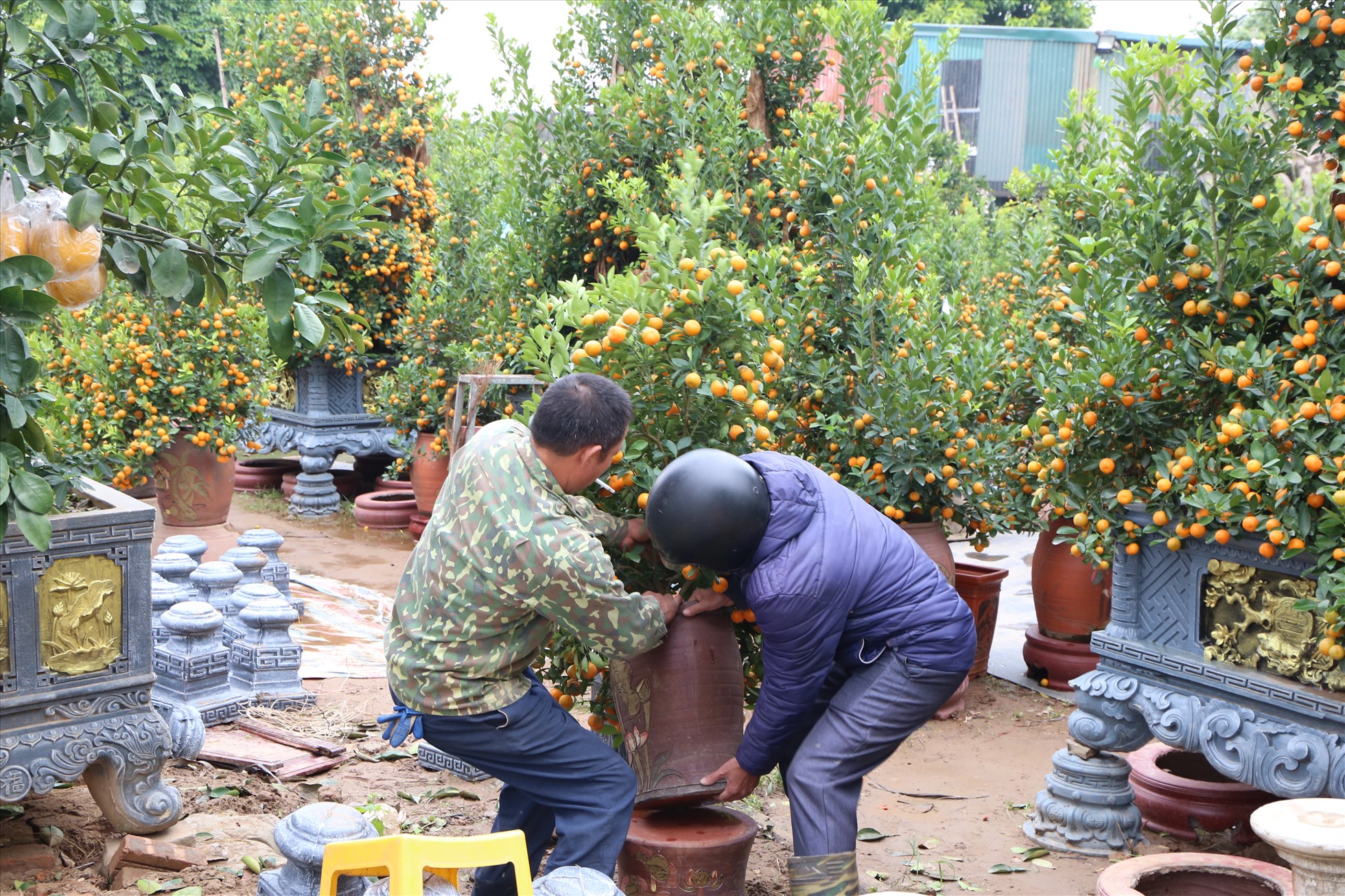 Nhiều người dân đi hàng chục km đến tận vườn ươm để chọn được một cây quất ưng ý. Ảnh: Vĩnh Hoàng