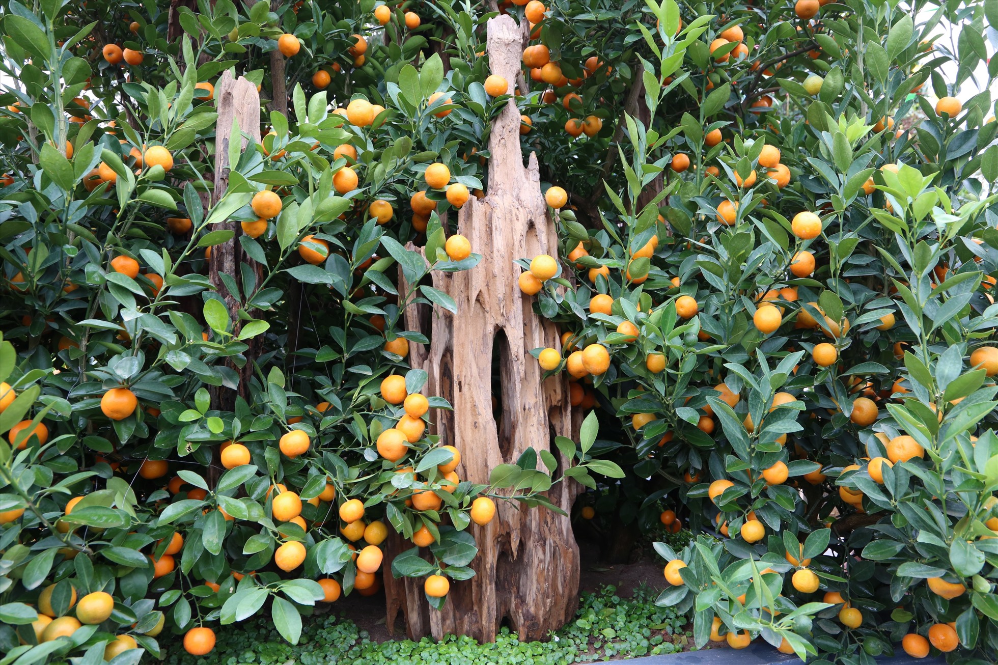 Những họa tiết được tạo hình độc đáo làm nên điểm nhấn ấn tượng cho các chậu quất cảnh phục vụ Tết. Ảnh: Vĩnh Hoàng