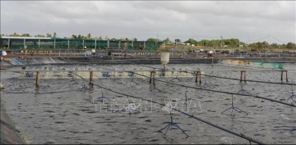 Người nuôi phấn khởi khi giá tôm nguyên liệu tăng cao sát Tết