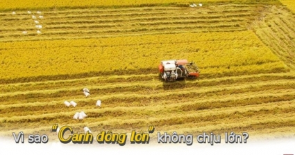 Vì sao Cánh đồng lớn “không chịu lớn”?