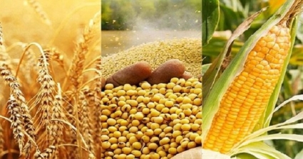 Khi nào tự chủ được nguyên liệu chế biến thức ăn chăn nuôi?