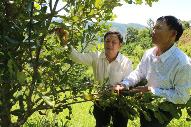 Đồi mắc ca tr&ugrave; ph&uacute; mở hướng l&agrave;m gi&agrave;u ở miền t&acirc;y Quảng Ng&atilde;i ảnh 2