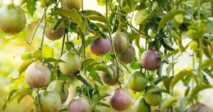 Xuất khẩu rau quả sang Trung quốc giảm sâu, kéo xuất khẩu rau quả cả nước giảm theo