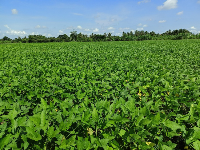 Vinasoy chính thức gieo trồng, khảo nghiệm và đánh giá 1.533 nguồn gen đậu nành quý ảnh 1