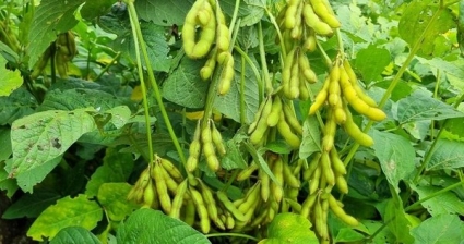 Vinasoy chính thức gieo trồng, khảo nghiệm và đánh giá 1.533 nguồn gen đậu nành quý