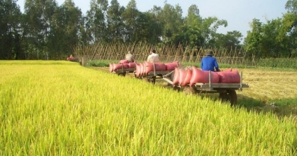 Vụ Hè Thu 2022: Diện tích và sản lượng lúa cùng giảm