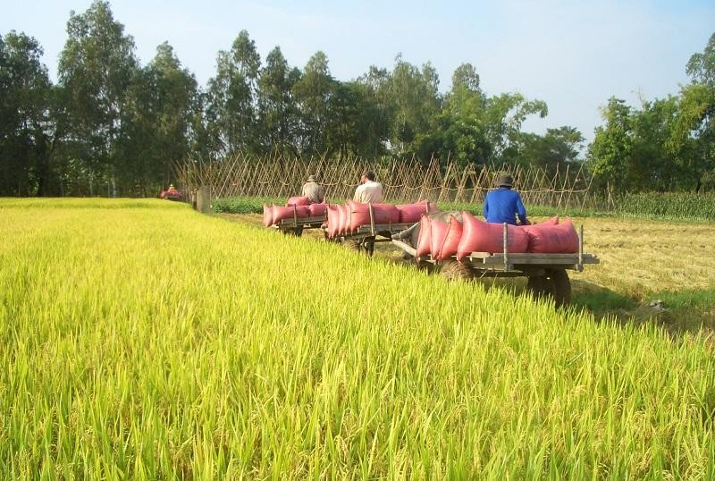 Vụ H&egrave; Thu 2022, ĐBSCL xuống giống 1.493 ngh&igrave;n ha, giảm 16 ngh&igrave;n ha; năng suất ước đạt 57,14 tạ/ha, tăng 0,51 tạ/ha; sản lượng ước đạt 8.530 ngh&igrave;n tấn, giảm 17 ngh&igrave;n tấn