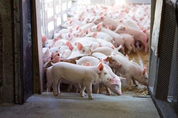 HAGL đ&atilde; ti&ecirc;u thụ được 82.529 con heo thịt trong 6 th&aacute;ng đầu năm