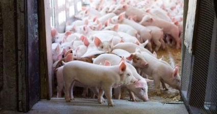 Hoàng Anh Gia Lai (HAG) báo lãi đột biến 531 tỷ đồng trong 6 tháng đầu năm, dự kiến vợt kế hoạch năm 20-30%