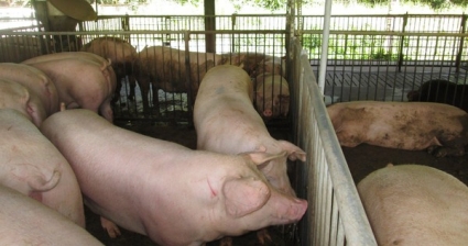 Giá heo hơi sắp chạm mốc 80.000 đồng/kg, người chăn nuôi thận trọng tái đàn