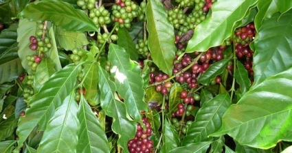 Việt Nam cung cấp cà phê lớn thứ hai cho Hàn Quốc sau Brazil