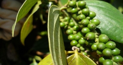 Giá tiêu xuất khẩu khó &quot;cải thiện&quot; trong những tháng cuối năm