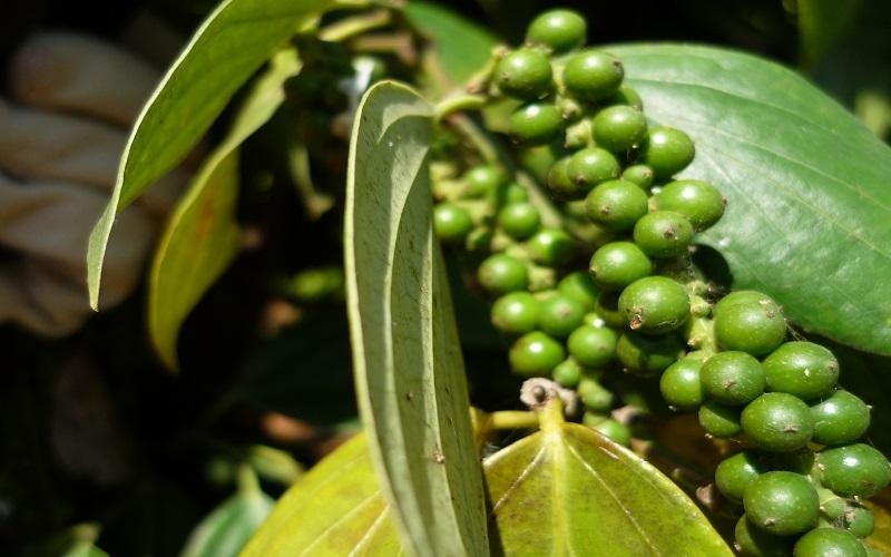 Nửa đầu năm 2022, cả nước đ&atilde; xuất khẩu 125.553 tấn, với kim ngạch 568,8 triệu USD.