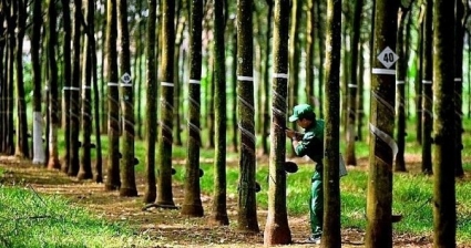 Cao su Phước Hòa (PHR) và ẩn số “lợi nhuận khác”