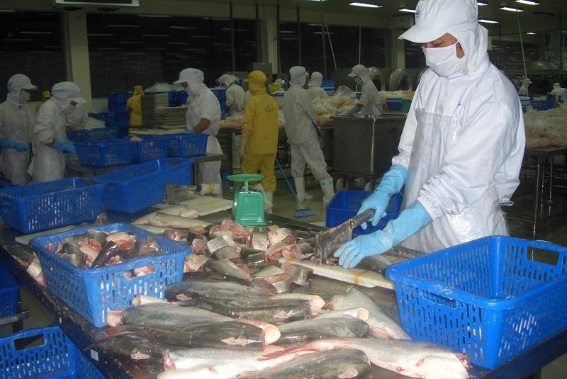 Sản phẩm c&aacute; tra cắt kh&uacute;c đ&ocirc;ng lạnh xuất khẩu. Ảnh: Nguyễn Huyền