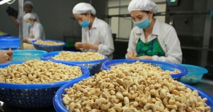 Xuất khẩu hạt điều trở thành &quot;nạn nhân&quot; của lạm phát và USD lên giá