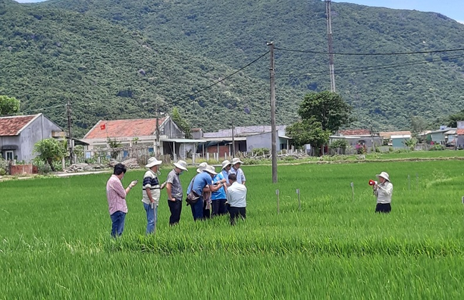 Làm sao để người trồng lúa đạt được "mục tiêu kép"? ảnh 2