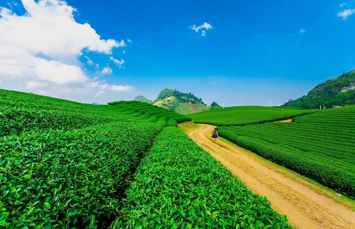 Đồi ch&egrave; - một đặc trưng của du lịch Mộc Ch&acirc;u (Ảnh minh họa)