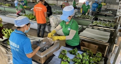 HAGL &quot;quay xe&quot; tiếp tục phát hành 1.700 tỷ đồng cổ phiếu riêng lẻ, tăng vốn cho công ty trồng chuối